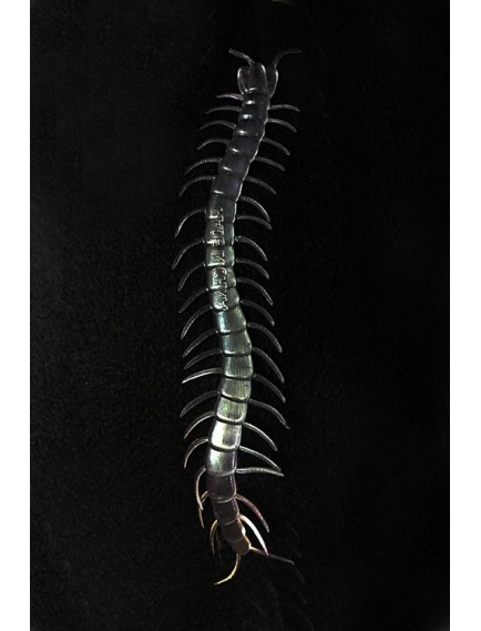 Karanlıkta Parlayan Fosforlu Kırkayak