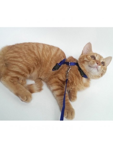 Kedi Boyun ve Göğüs Tasması